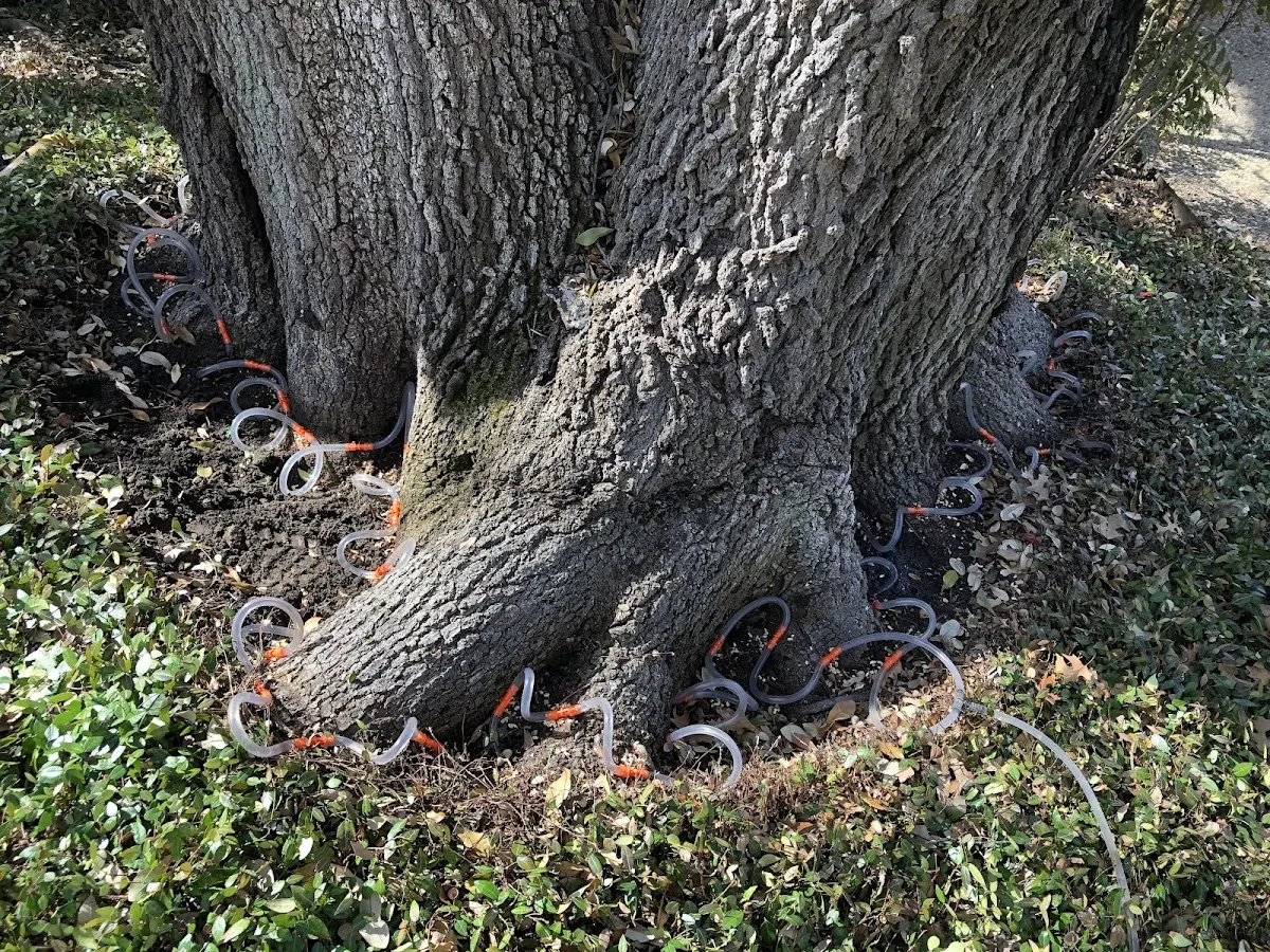 Detailed Tree Cabling and Bracing job site in Peace Valley