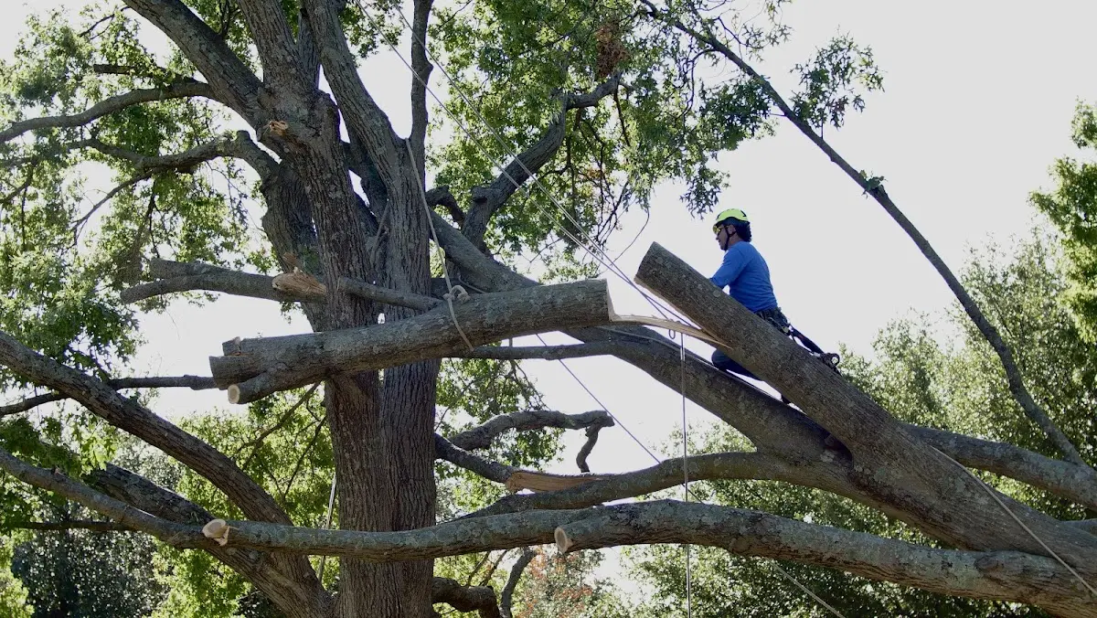 Professional Crown Thinning performed by certified arborists in Peace Valley