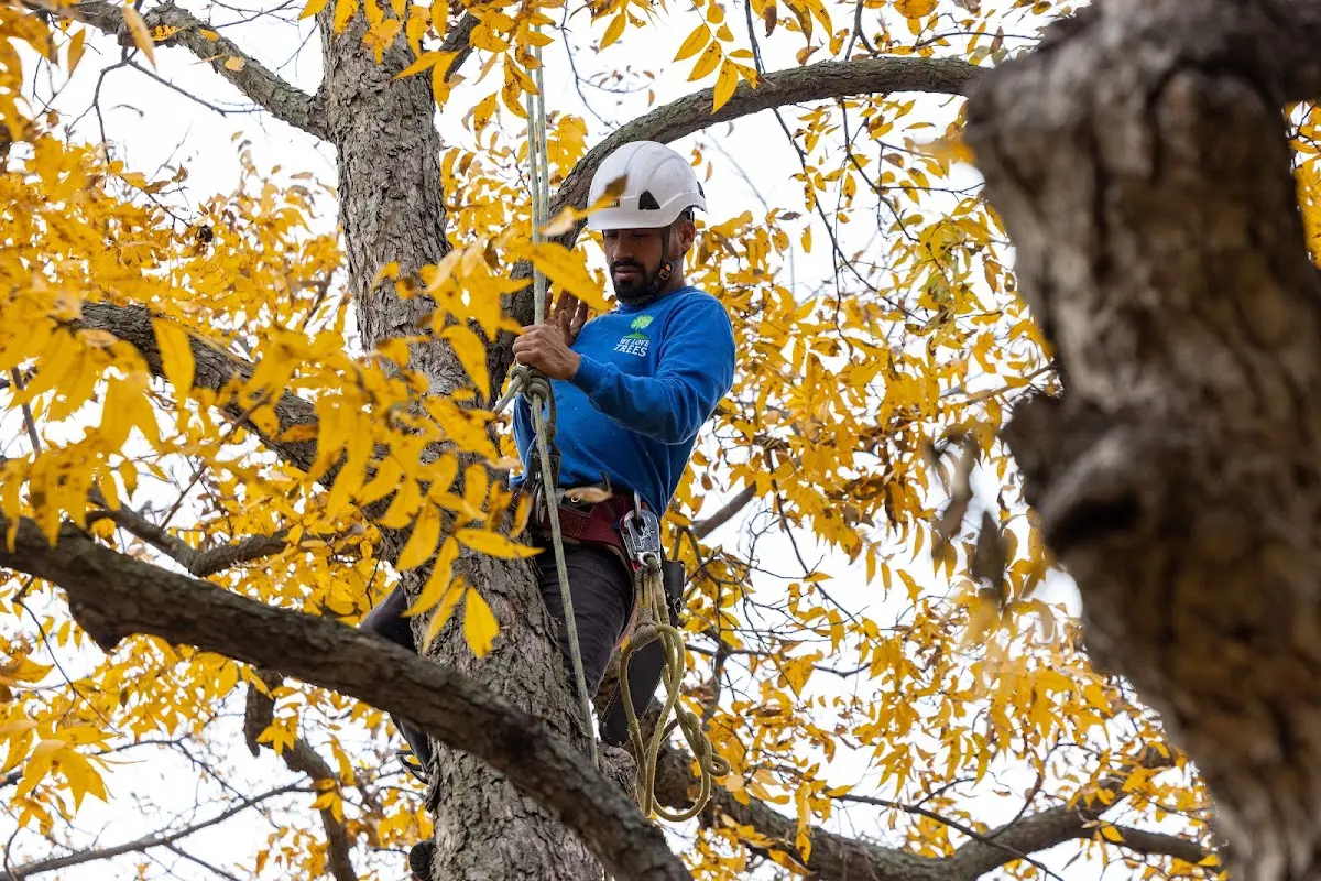 Skilled Storm Damage Cleanup crew working in Peace Valley