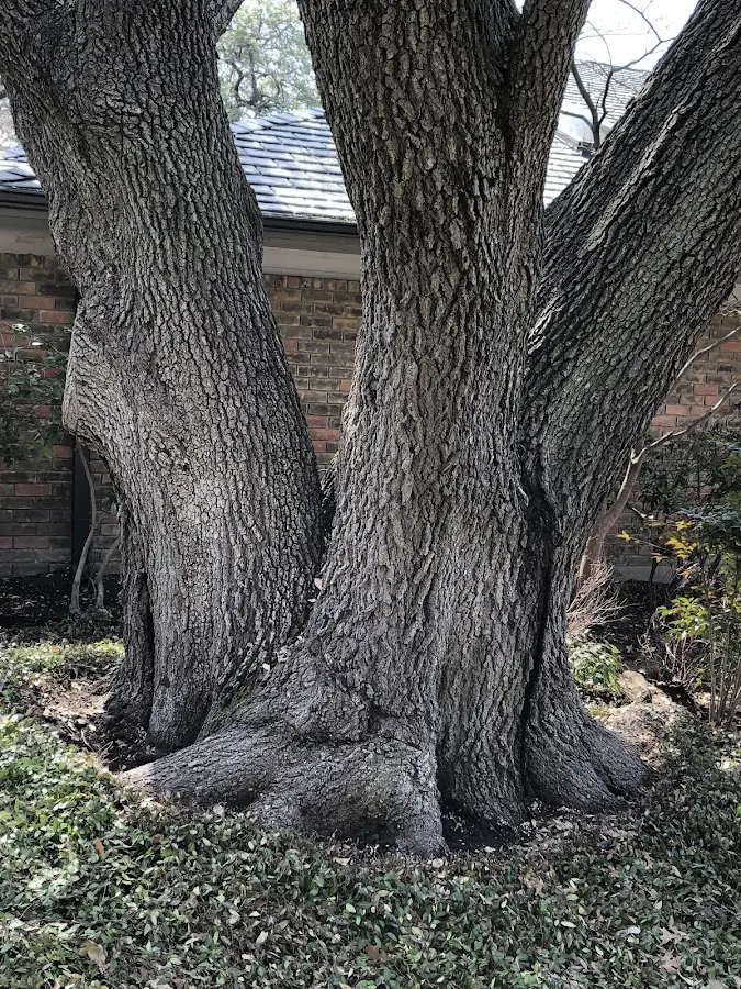 Mature heritage tree close to a Peace Valley property cared for by certified arborists